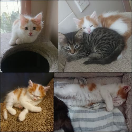 Milo**2nd Chance Cat Rescue**