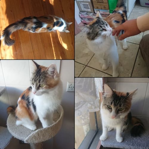 Chanchal**2nd Chance Cat Rescue**