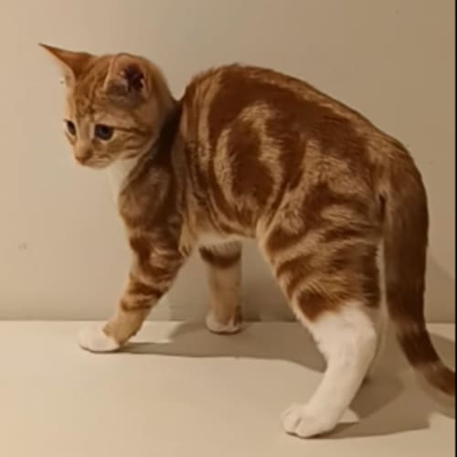 Froggy**2nd Chance Cat Rescue**