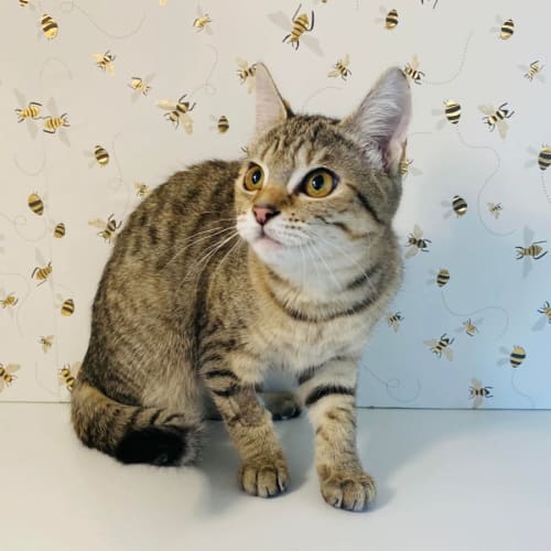 Wallace - Meet me at Pet Stock Vermont south