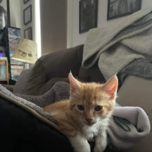 Finley**2nd Chance Cat Rescue**