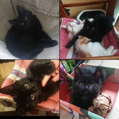 Luna **2nd Chance Cat Rescue**