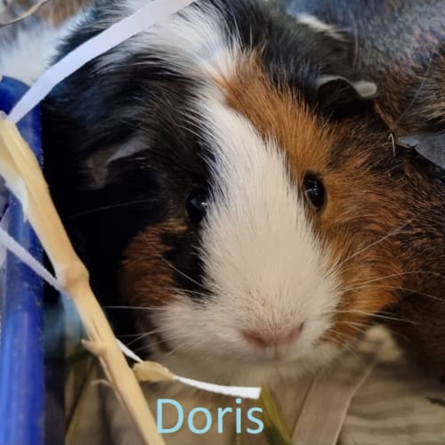 Doris