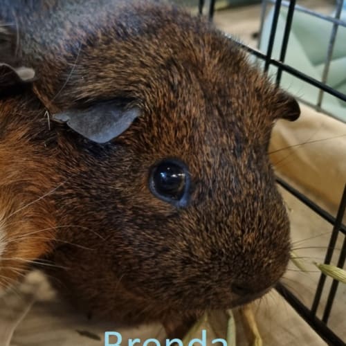 Brenda