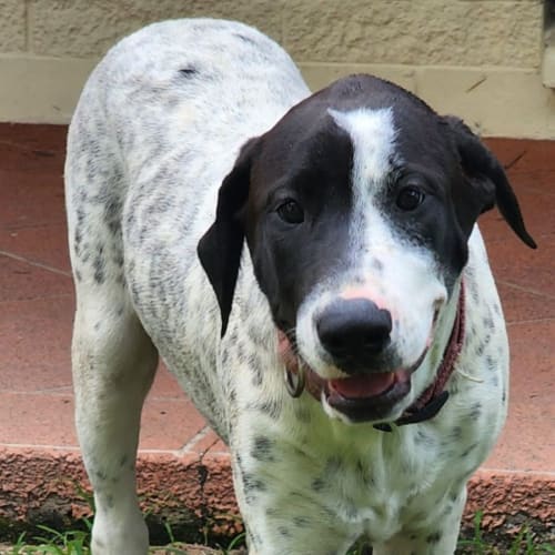 Luci