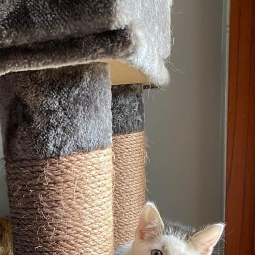 Loki 