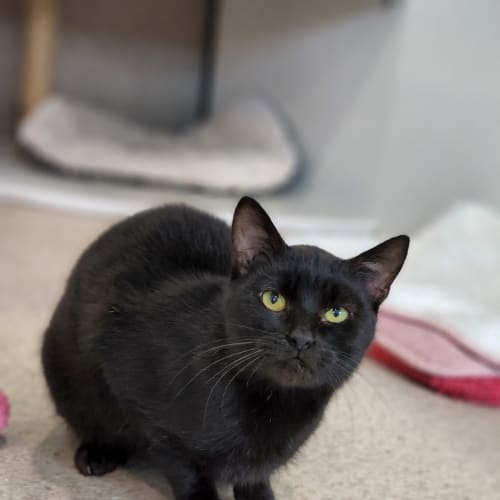 Simon