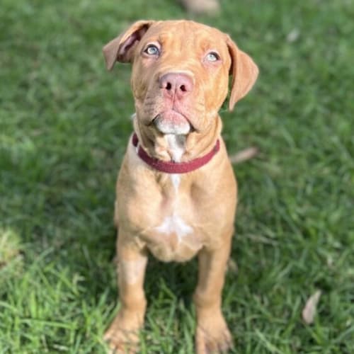 Lancerlotpup