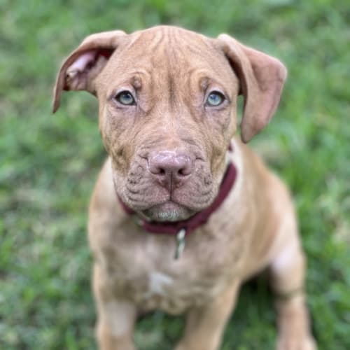 Tinkpup