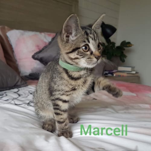 Marcel