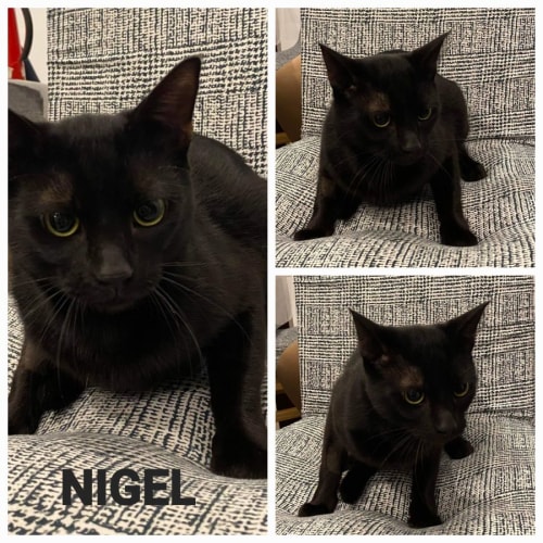 Nigel