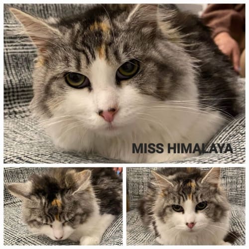 Himalaya