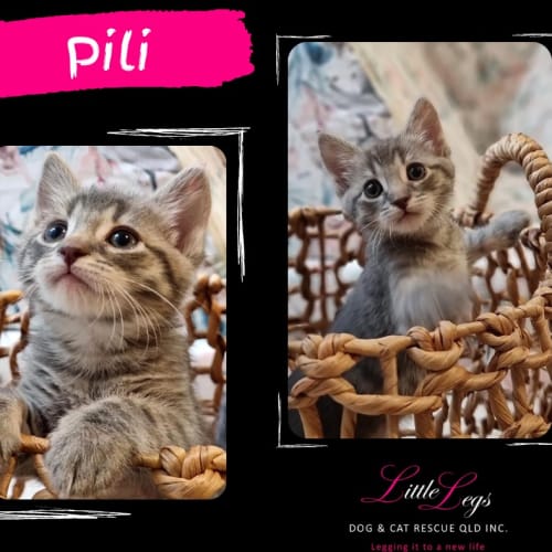 Pili