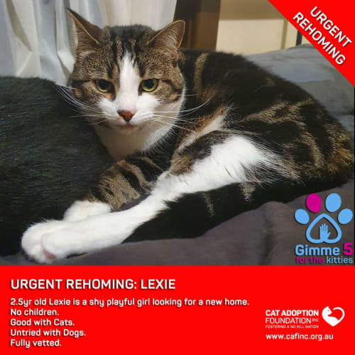 Lexie Private Rehoming No Charge!