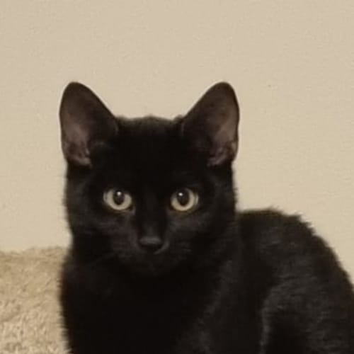 Clyde