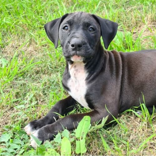 Addie ~ Bull Arab Puppy(On Trial 9/7/22)
