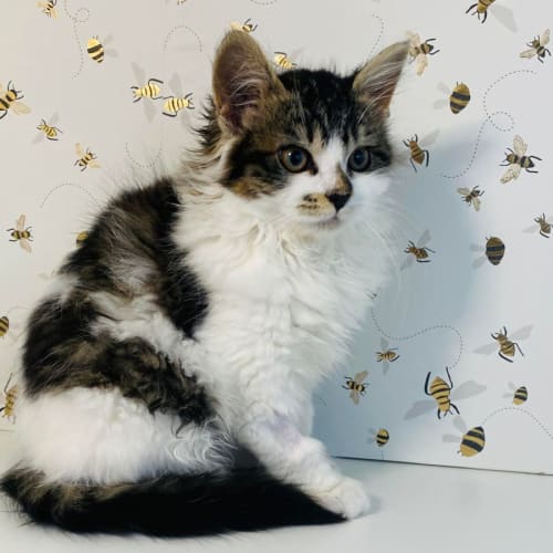 Fiona - Located in Preston