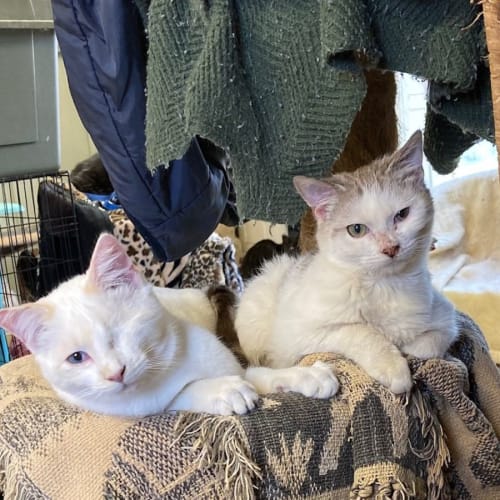 Sonny Sunshine - bonded with Boo