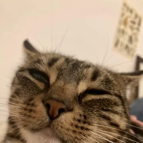 Gremlin