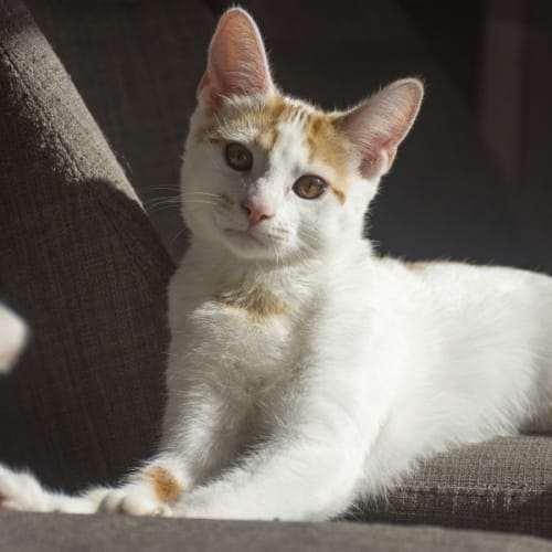 Professor Lockheart ^^Dandy Cat Rescue^^