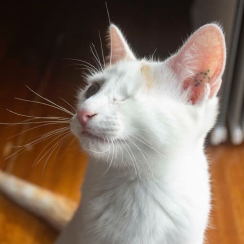 Professor Moody ^^Dandy Cat Rescue^^
