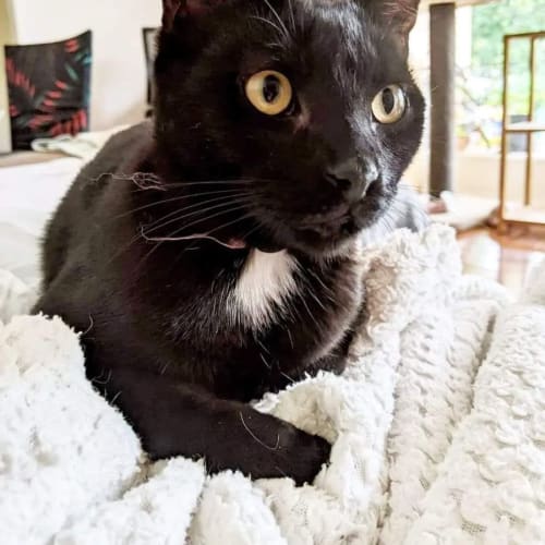 Peanut 