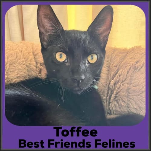 Toffee 