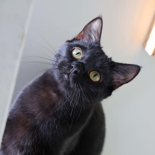 Lyla