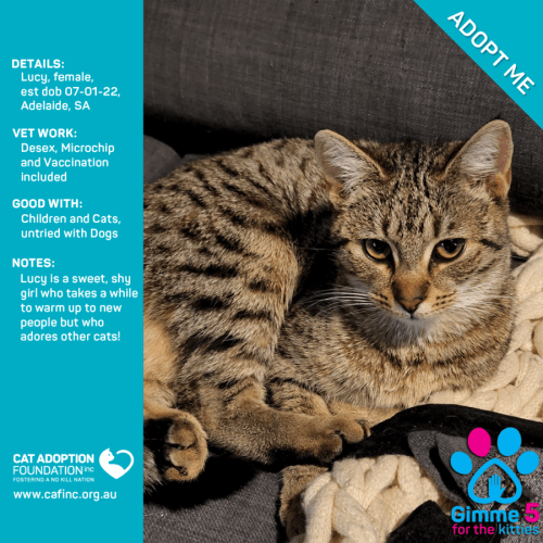 Lucy Just $39 Limited Time!