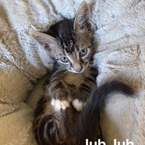 Jub Jub