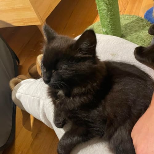 Lando **2nd Chance Cat Rescue**