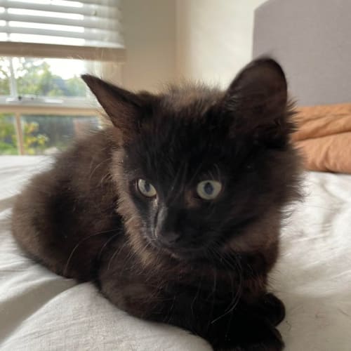 Carlos ** 2nd Chance Cat Rescue**
