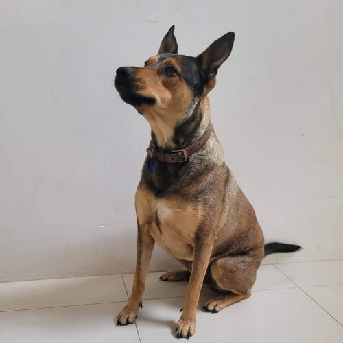 Loki