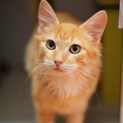 Mylo