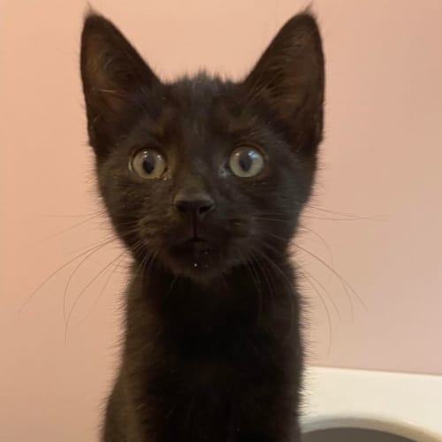 Milo 