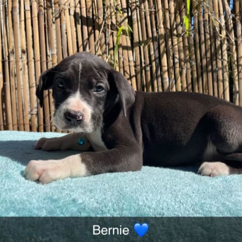 Bernie