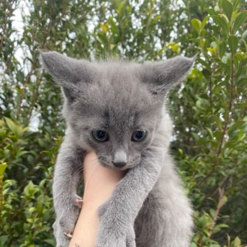 Max