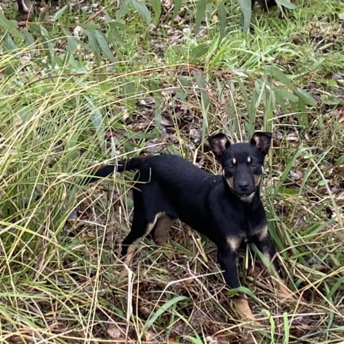 Kelpie pup