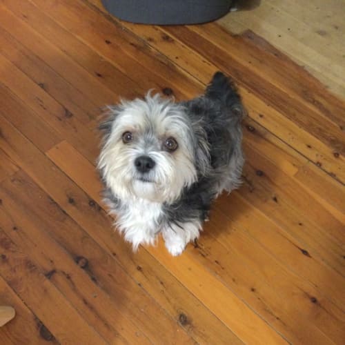 Daisy