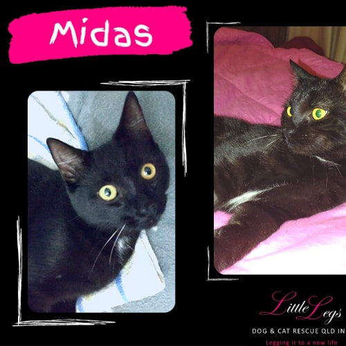 Midas