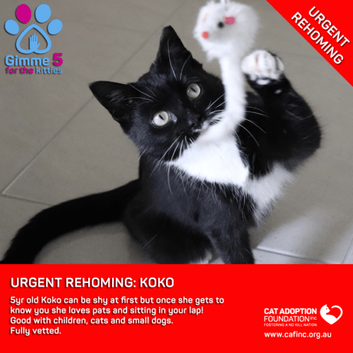 Koko