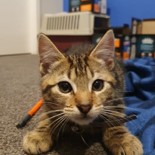 Tiger #2