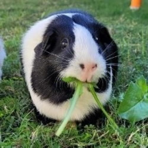 Oreo