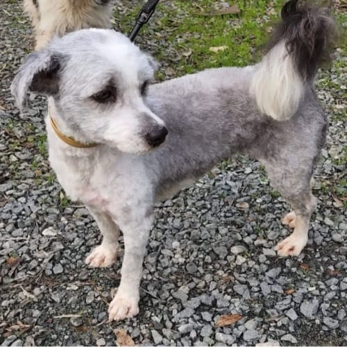 pepper 