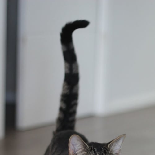Oliver 