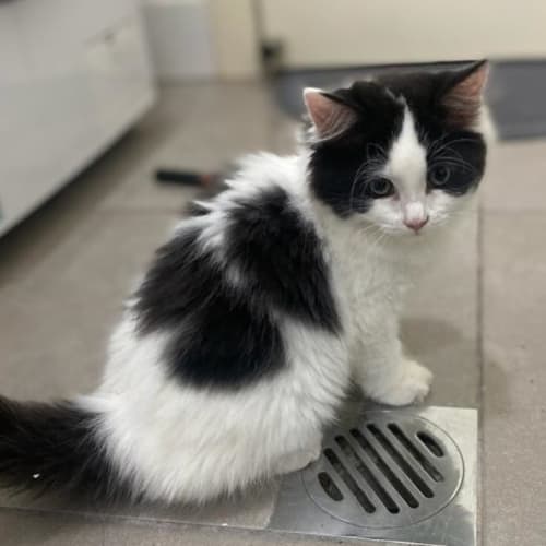 Kiki
