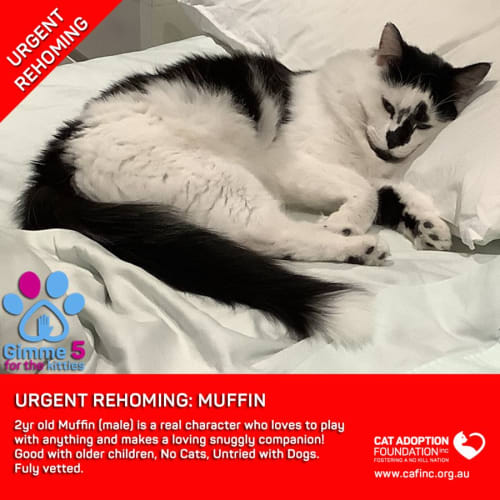 Muffin Private Rehoming No Charge!