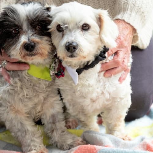 Pebbles & Caesar ~ 10yr Old Malt.(On Trial16/6/22)