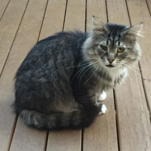 Statler (Now Muttonchops) (Fostering To Adopt)