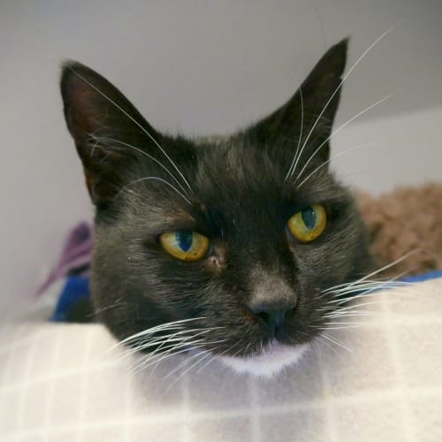 Mary – Permanent / Palliative Foster